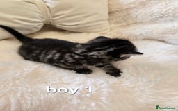 Russian Blue cats for sale: Russian blue =Main coon cross kittens  - Advert 3