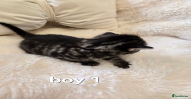 Russian Blue cats Russian blue =Main coon cross kittens  - Advert 15