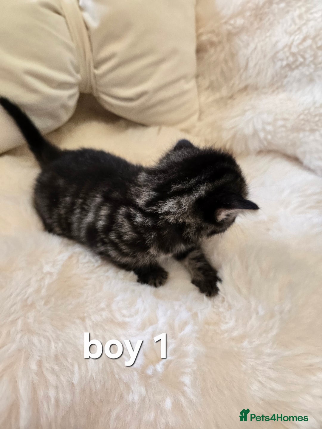 Russian Blue cats for sale: Russian blue =Main coon cross kittens  - Advert 3