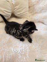 Russian Blue cats Russian blue =Main coon cross kittens - Advert 8