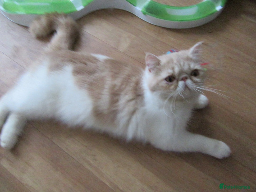 Exotic cats for sale: 2 Beautiful Male Exotics READY NOW - Image 1