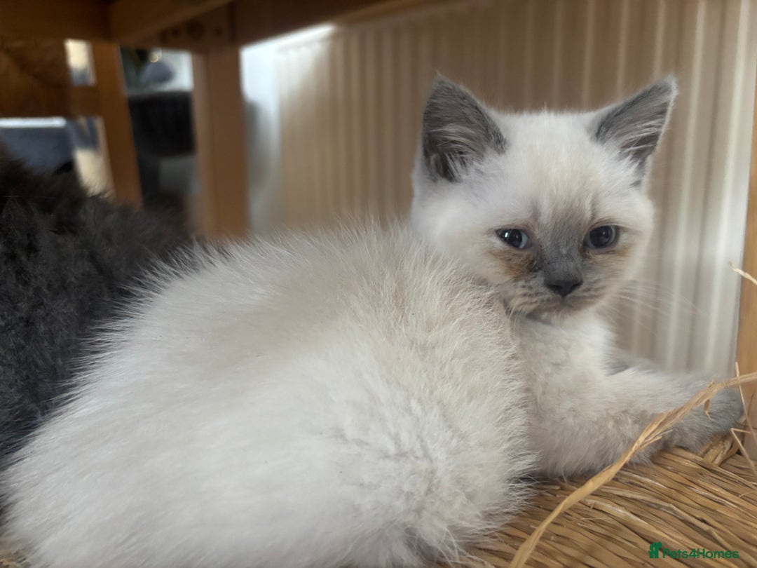 British Shorthair cats for sale: Beautiful British blues and colourpoints  - Image 4