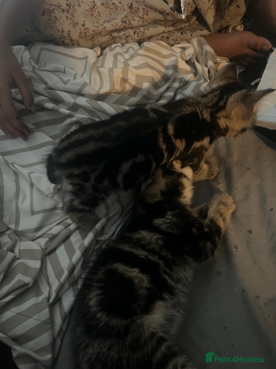 Mixed Breed cats for sale: 8 week old 1 boy 1 girl - Advert 6