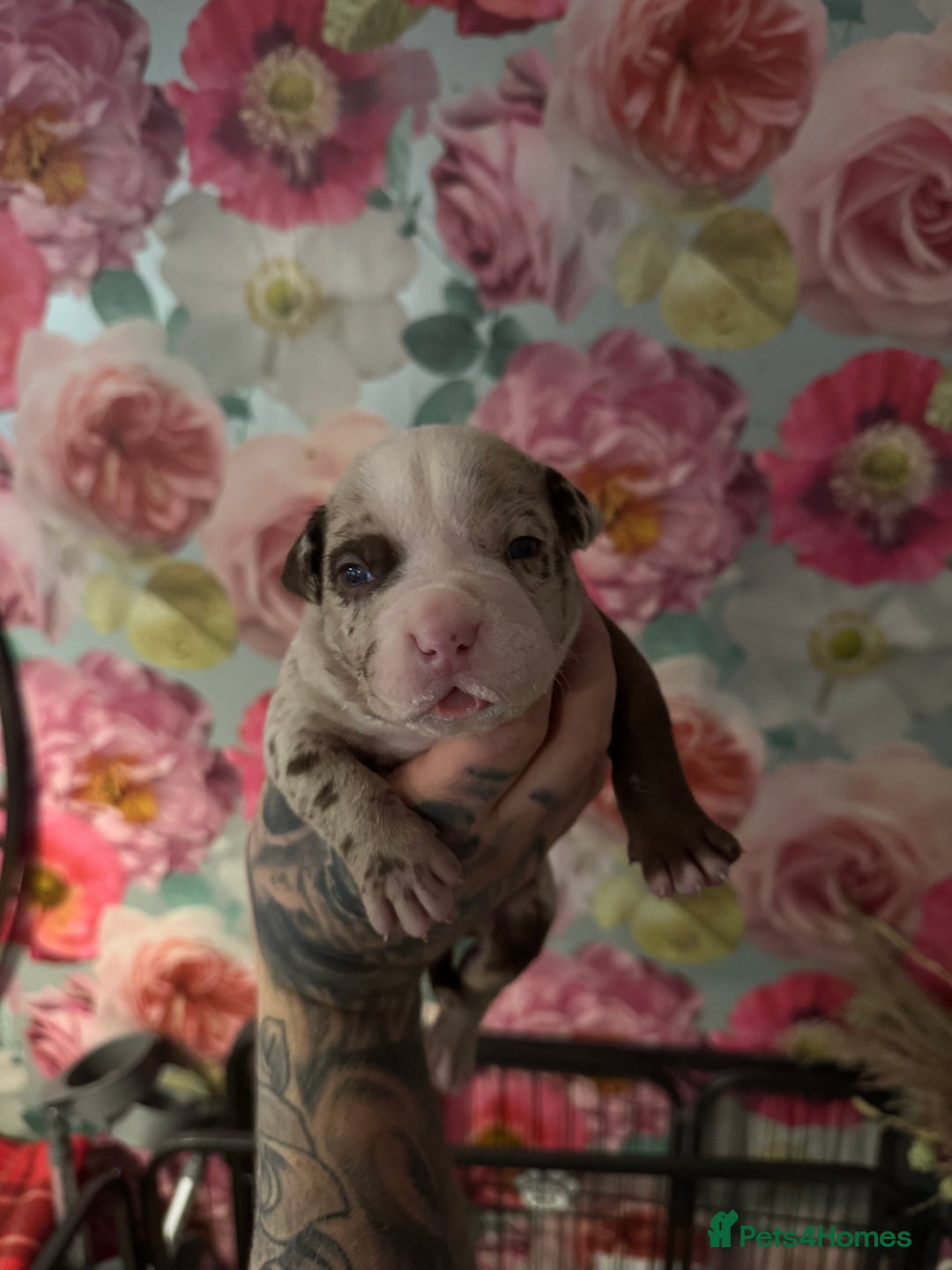 American Bully dogs for sale: American Bully Pups - Image 11