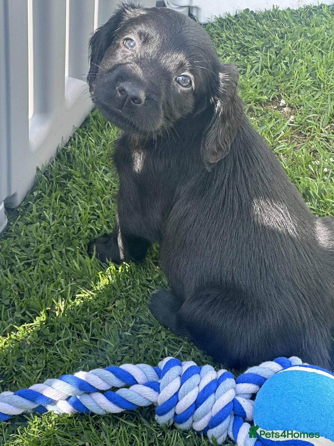 Mixed Breed dogs for sale: ** Spangold Retrievers ** - Image 16