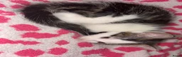 Mixed Breed cats for sale: Gorgeous kittens in Dukinfield - Advert 9
