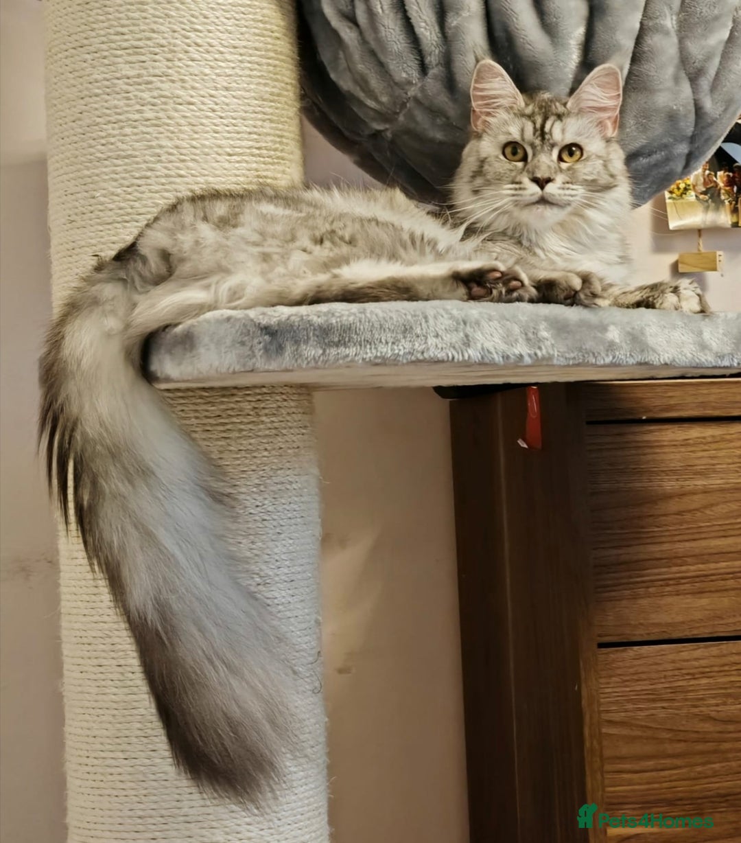 Maine Coon cats for sale: ACTIVE REGISTER QUEEN SHADED LINE - Advert 4
