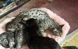 Savannah cats for sale: Sooty the sweetest Savannah cross - Image 9