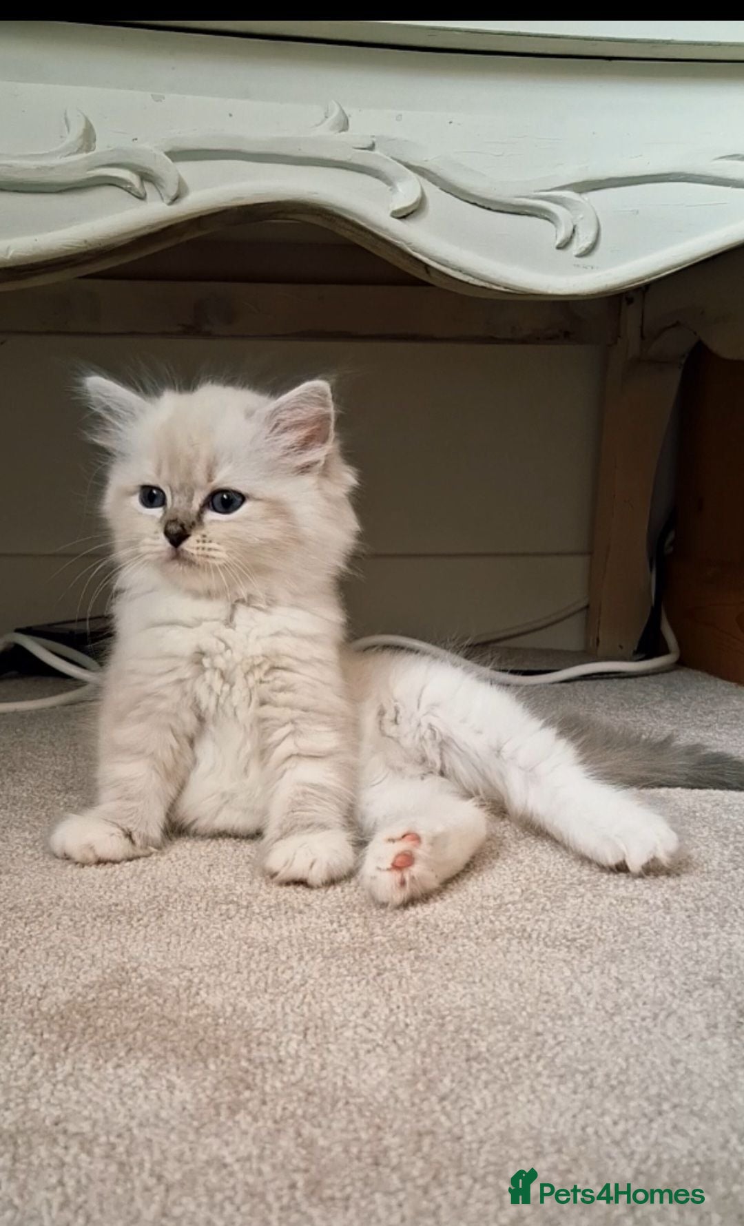 Ragdoll cats Beautiful TICA Registered Ragdolls - Advert 1