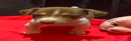 Jack Russell dogs for sale: Miniature Jack Russell  - Advert 23