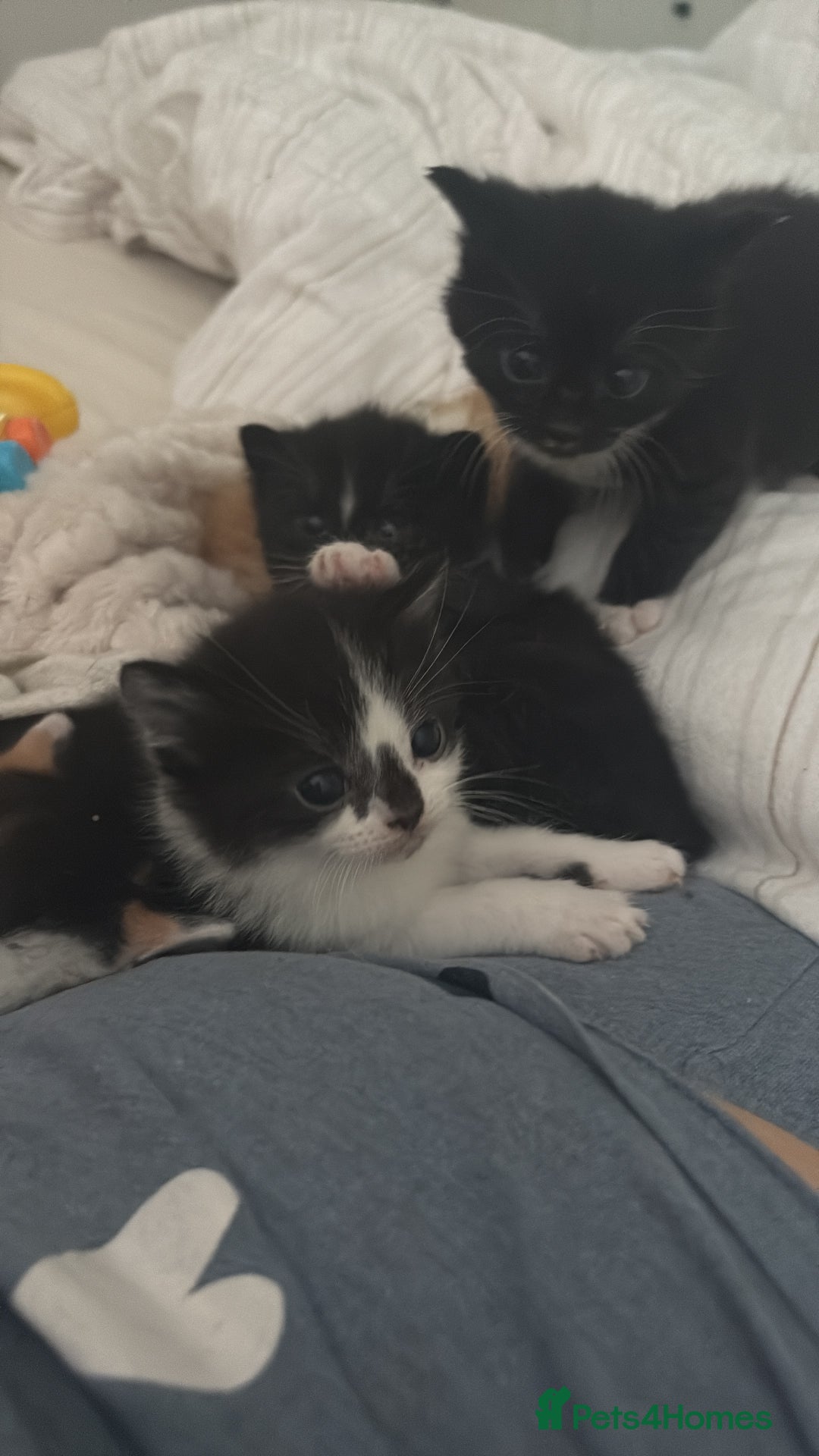 British Shorthair cats for sale: Beautiful kittens 3 girls 1 boy  - Advert 24