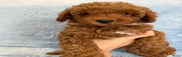 Toy Poodle dogs for sale: Beautiful health tested toy poodles  - Advert 9