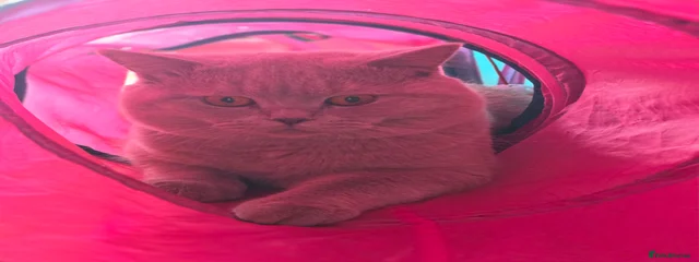 Simba
