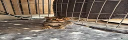 Mixed Breed cats for sale: British shorthair/bengal both mum&dad can be seen - Advert 4