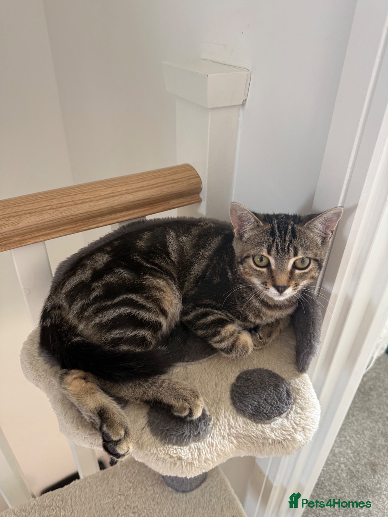 Mixed Breed cats Male mixed tabby - Advert 1