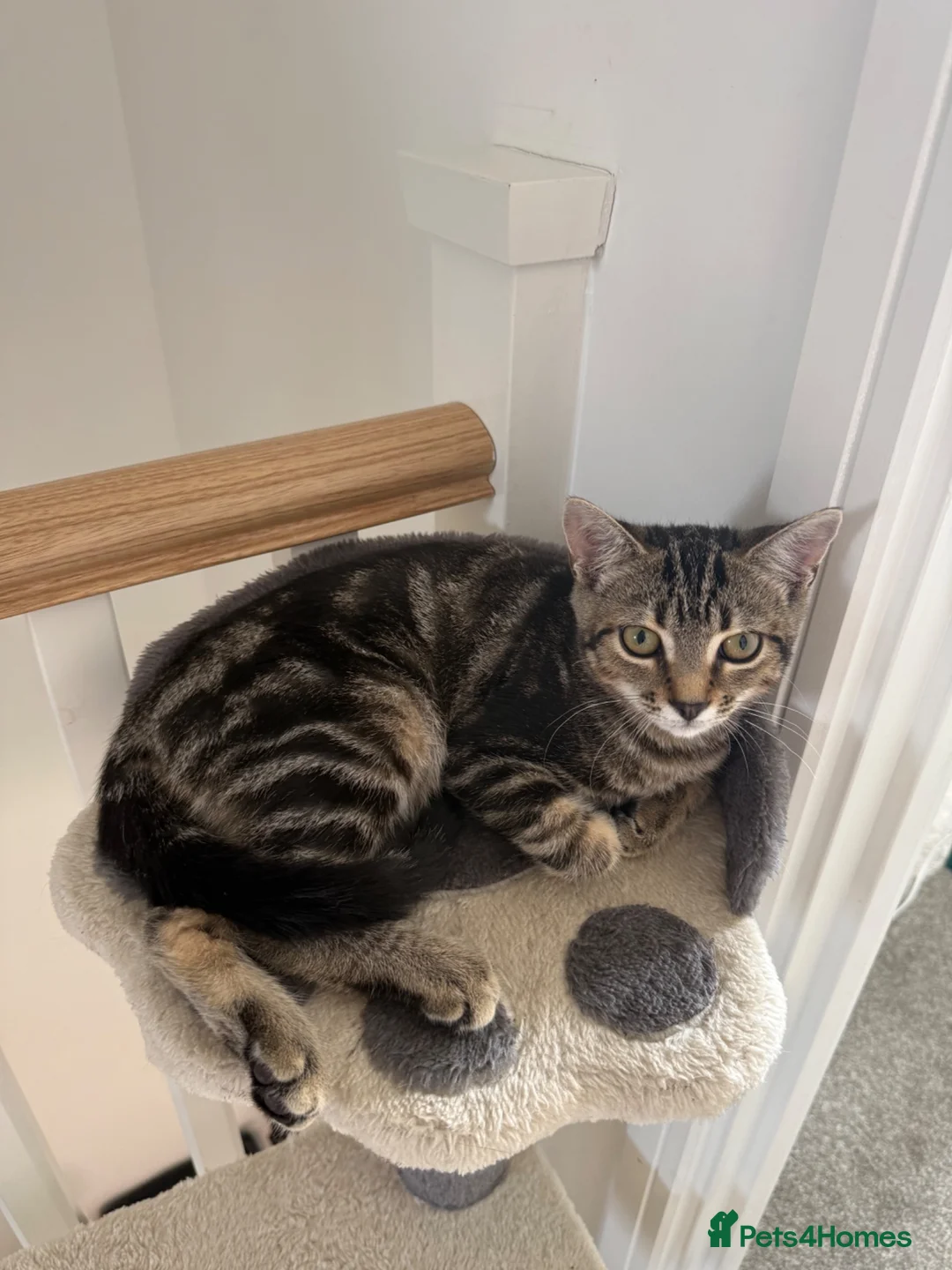 Mixed Breed cats for sale: Male mixed tabby - Advert 1