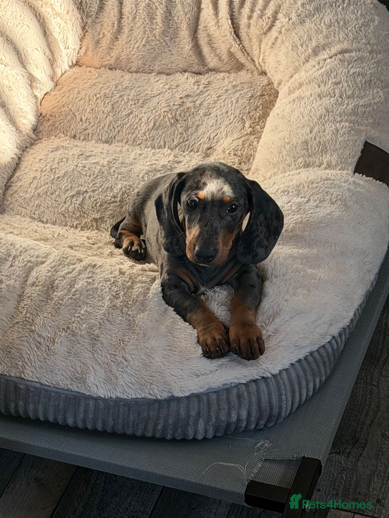 Dachshund dogs Dachshund - Advert 17