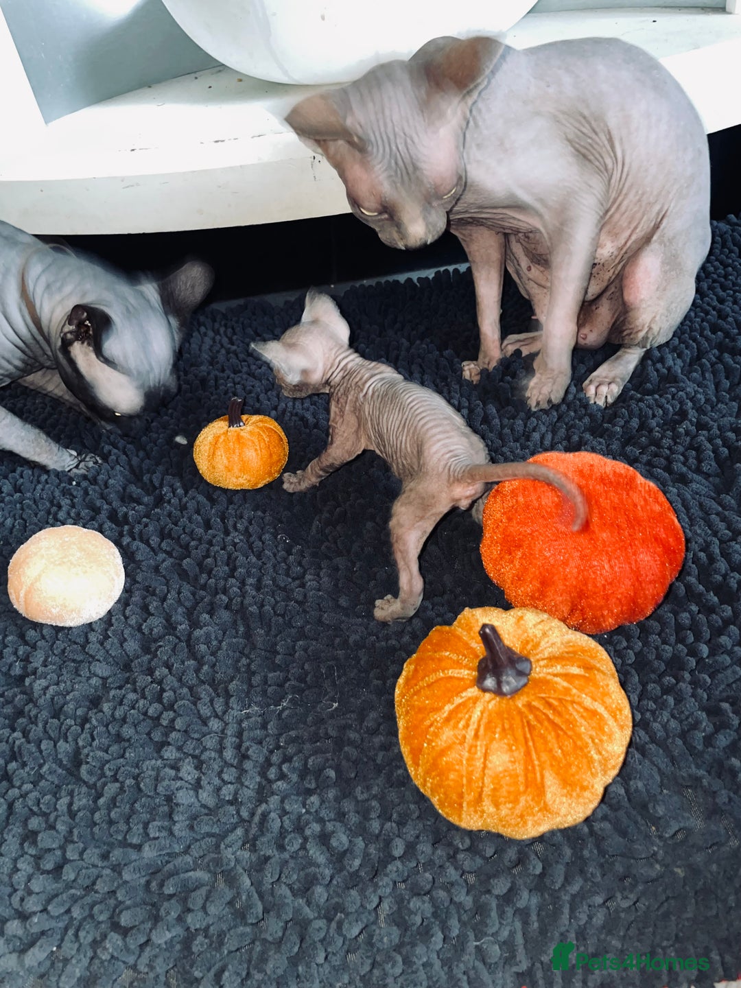 Sphynx cats for sale: Stunning Canadian sphynx kittens - Image 6