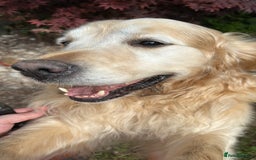 Golden Retriever dogs for sale: Golden retriever puppies - Image 5