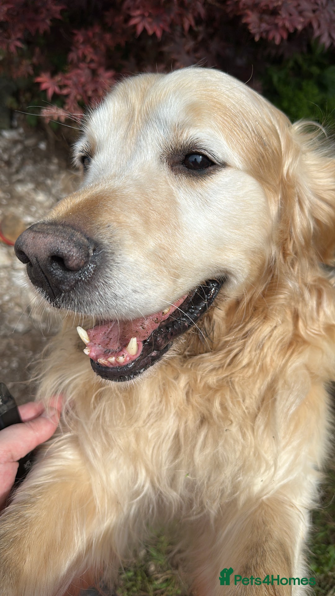 Golden Retriever dogs for sale: Golden retriever puppies - Image 5