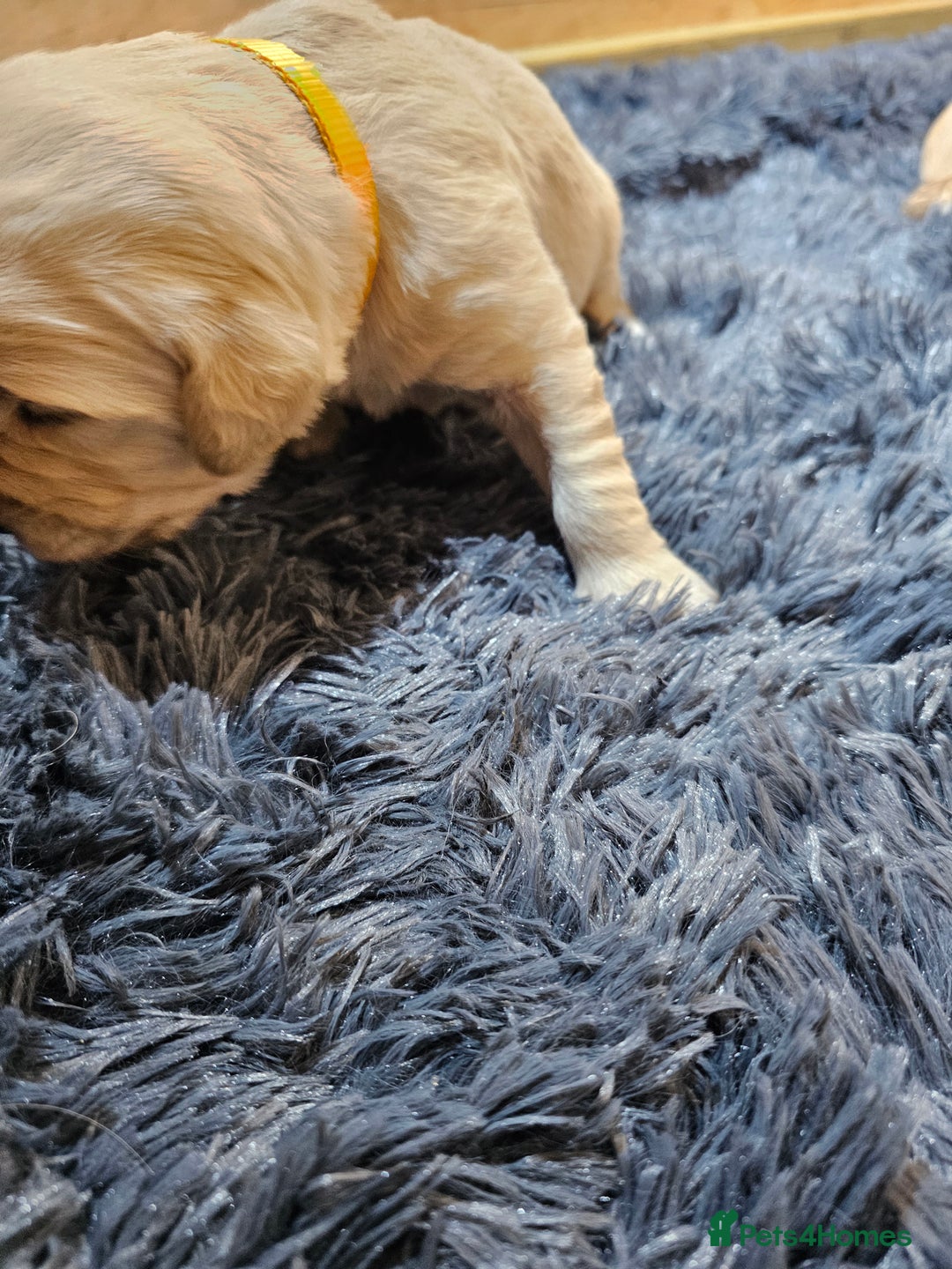 Golden Retriever dogs for sale: Golden retriever puppy for sale in Harrow  London - Advert 8