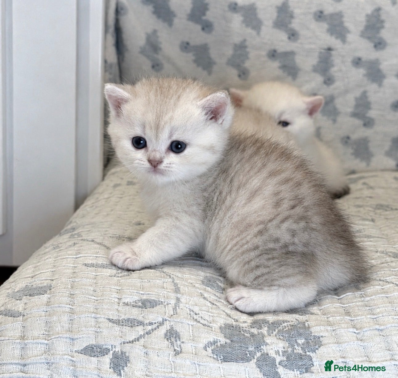 British Shorthair cats Silver British Shorthair kittens - Advert 2