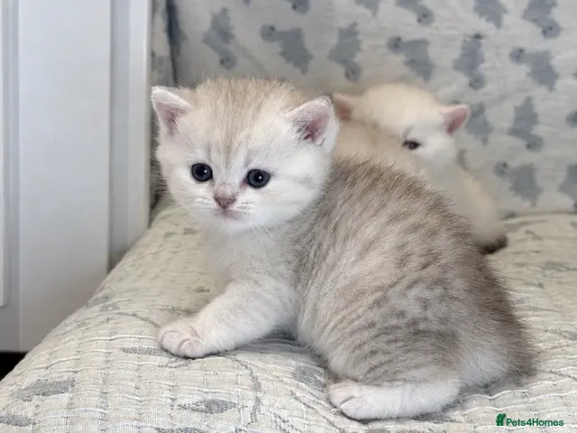 British Shorthair cats Silver British Shorthair kittens - Advert 2