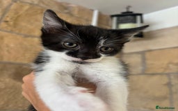 Maine Coon cats for sale: Maine Coon Mix Kittens - Image 5
