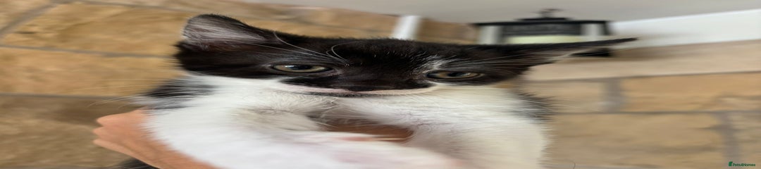 Maine Coon Kitten 5 (Phantom)
