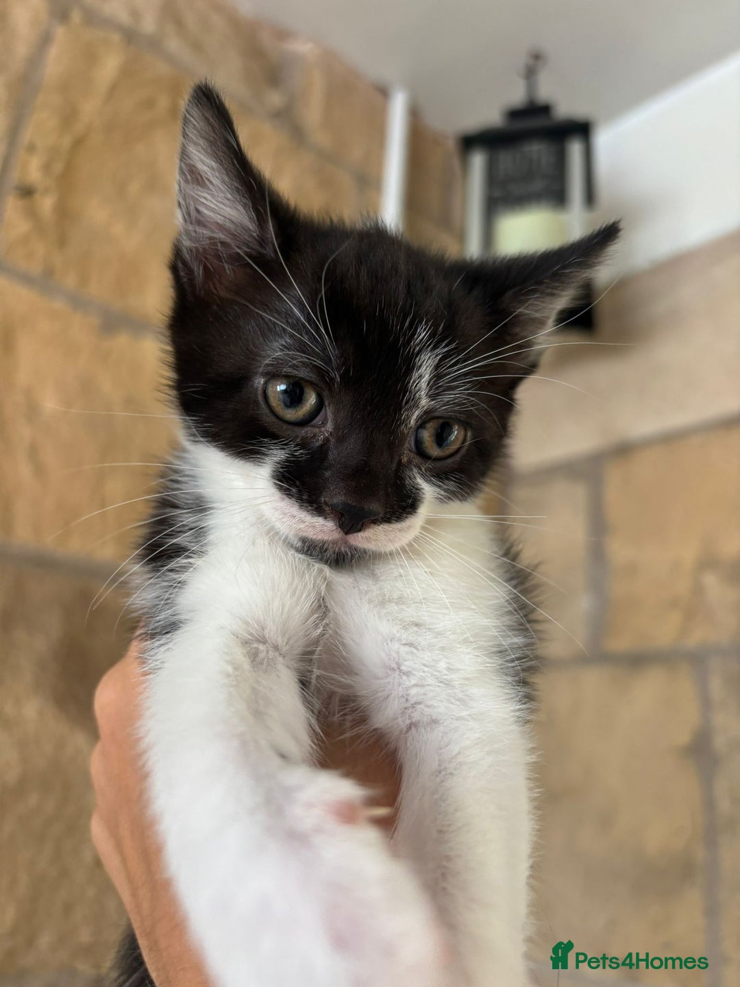 Maine Coon cats for sale: Maine Coon Mix Kittens - Image 5