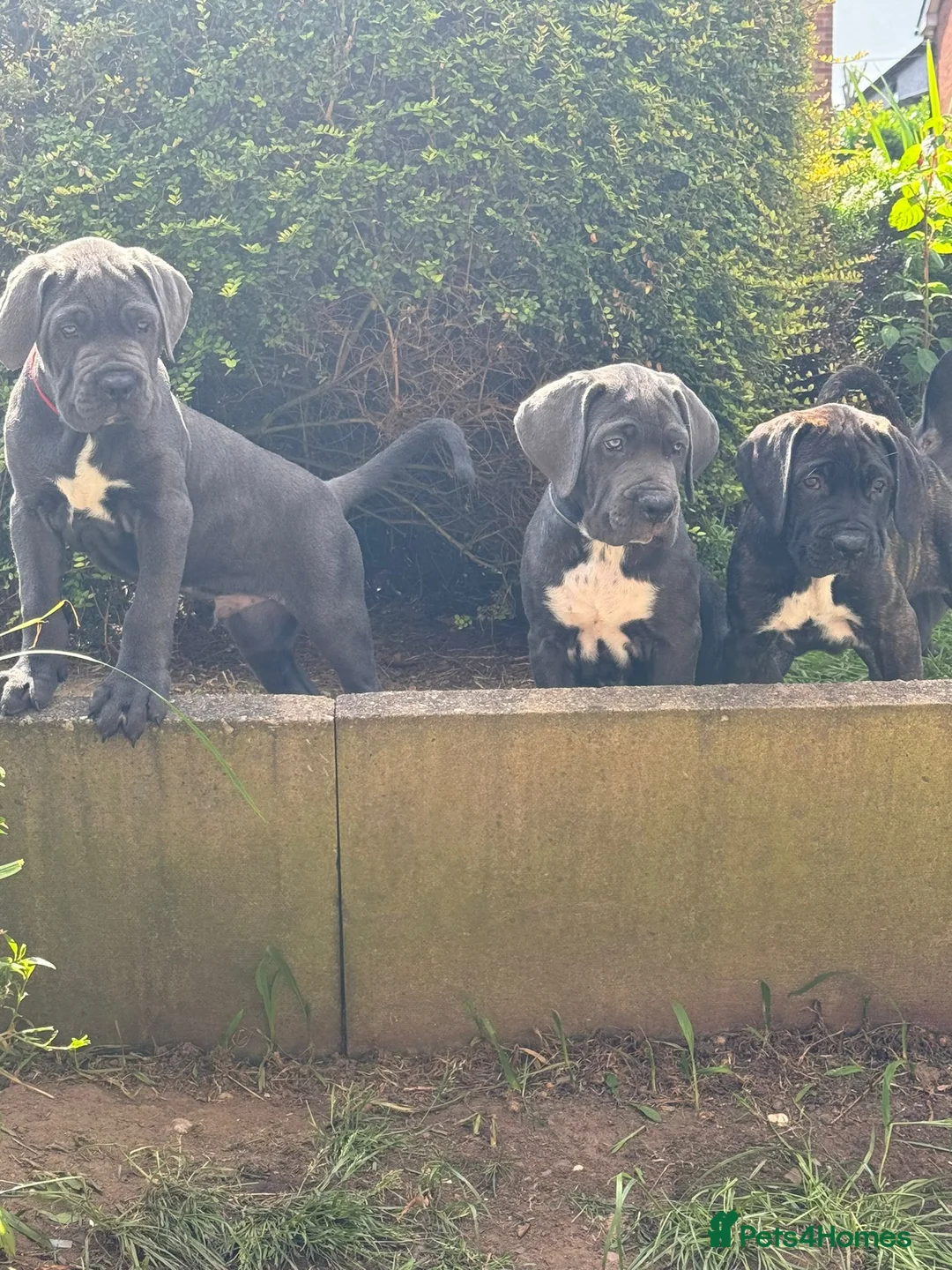 Cane Corso dogs for stud: Presenting MASSIMO MARCELLO for Stud in Stafford - Advert 11