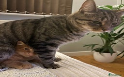 Domestic Shorthair cats for sale: Binx or bonk  - Image 2