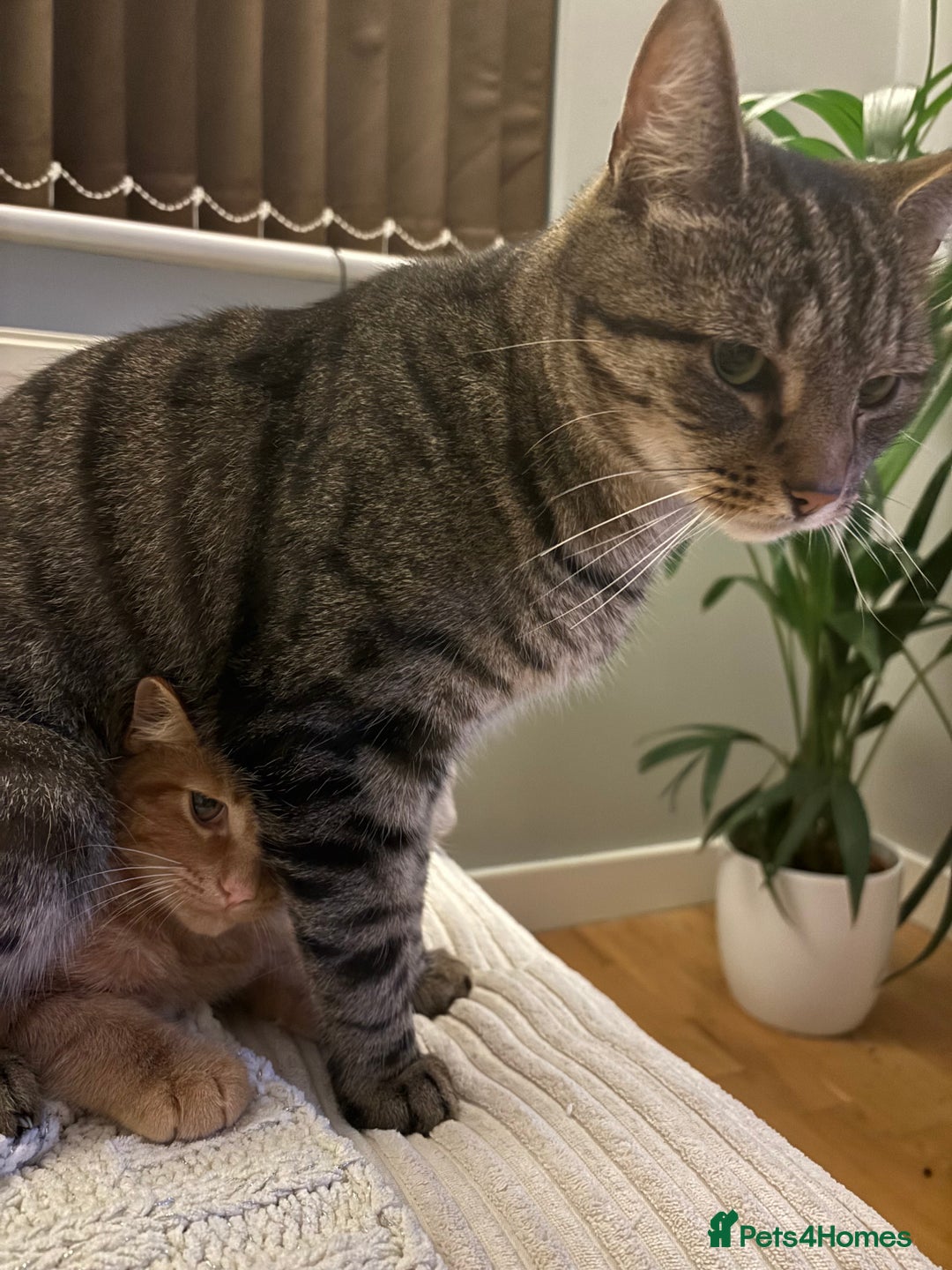 Domestic Shorthair cats for sale: Binx or bonk  - Image 2