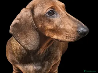 Dachshund dogs Beautiful show quality standard smooth shaded red - Advert 8