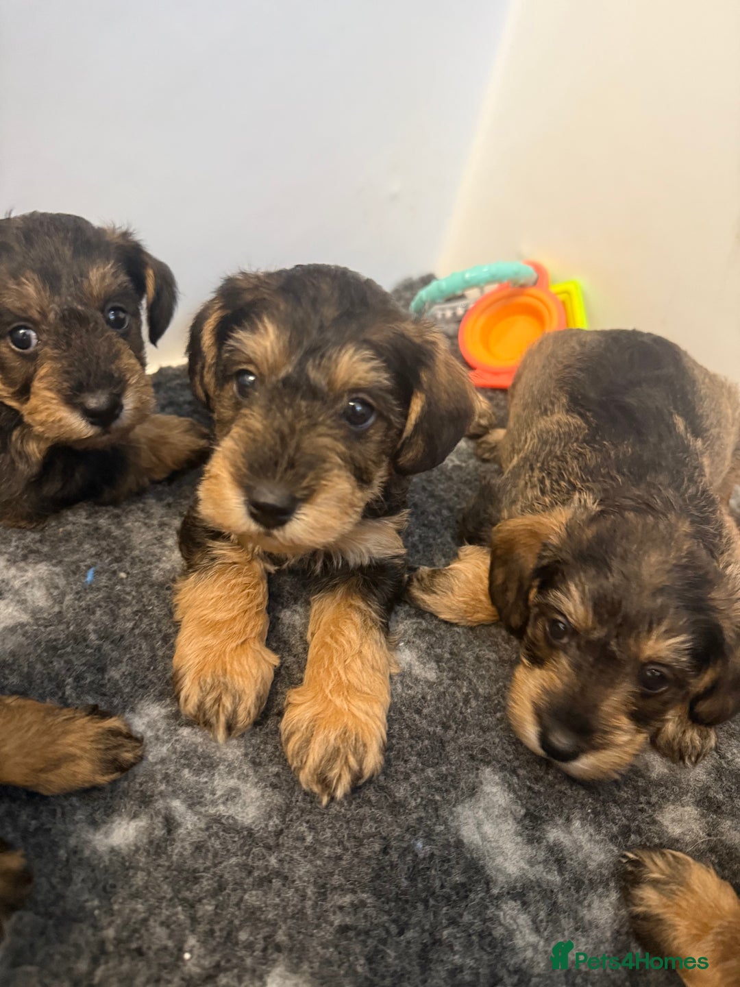 Schnoodle dogs for sale: LAST OUTSTANDING GIRL TOY SCHNOODLES DNA 🧬 CLEAR! - Image 8
