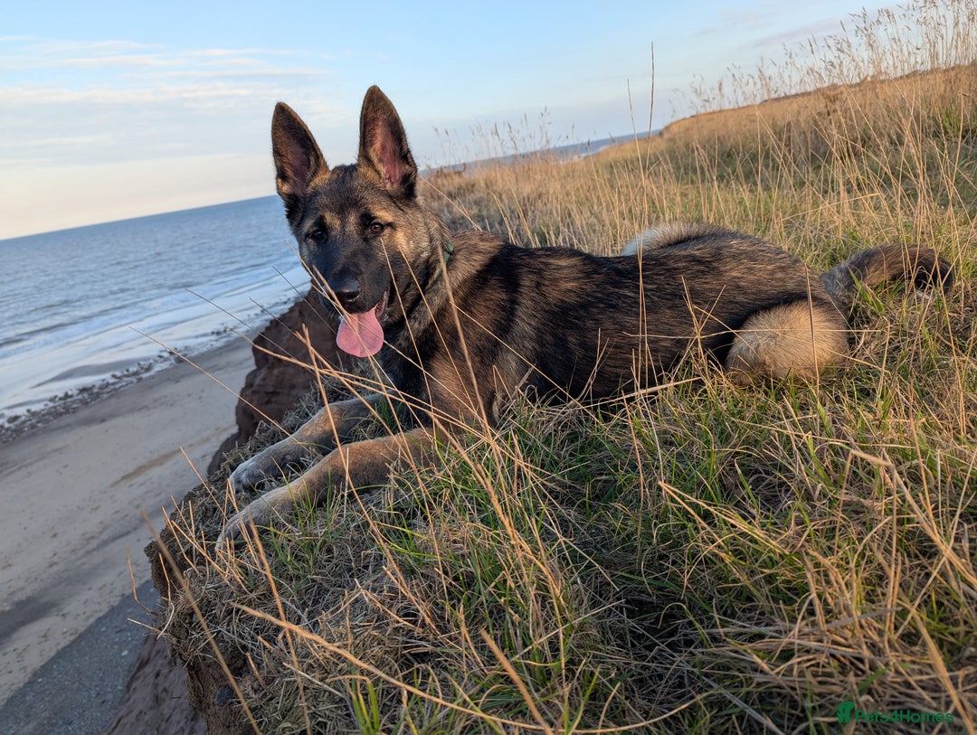 Mixed Breed dogs for sale: Looking for a new home  - Advert 3