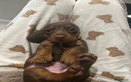 Miniature Dachshund dogs for sale: Miniature dachshund puppy  - Image 6