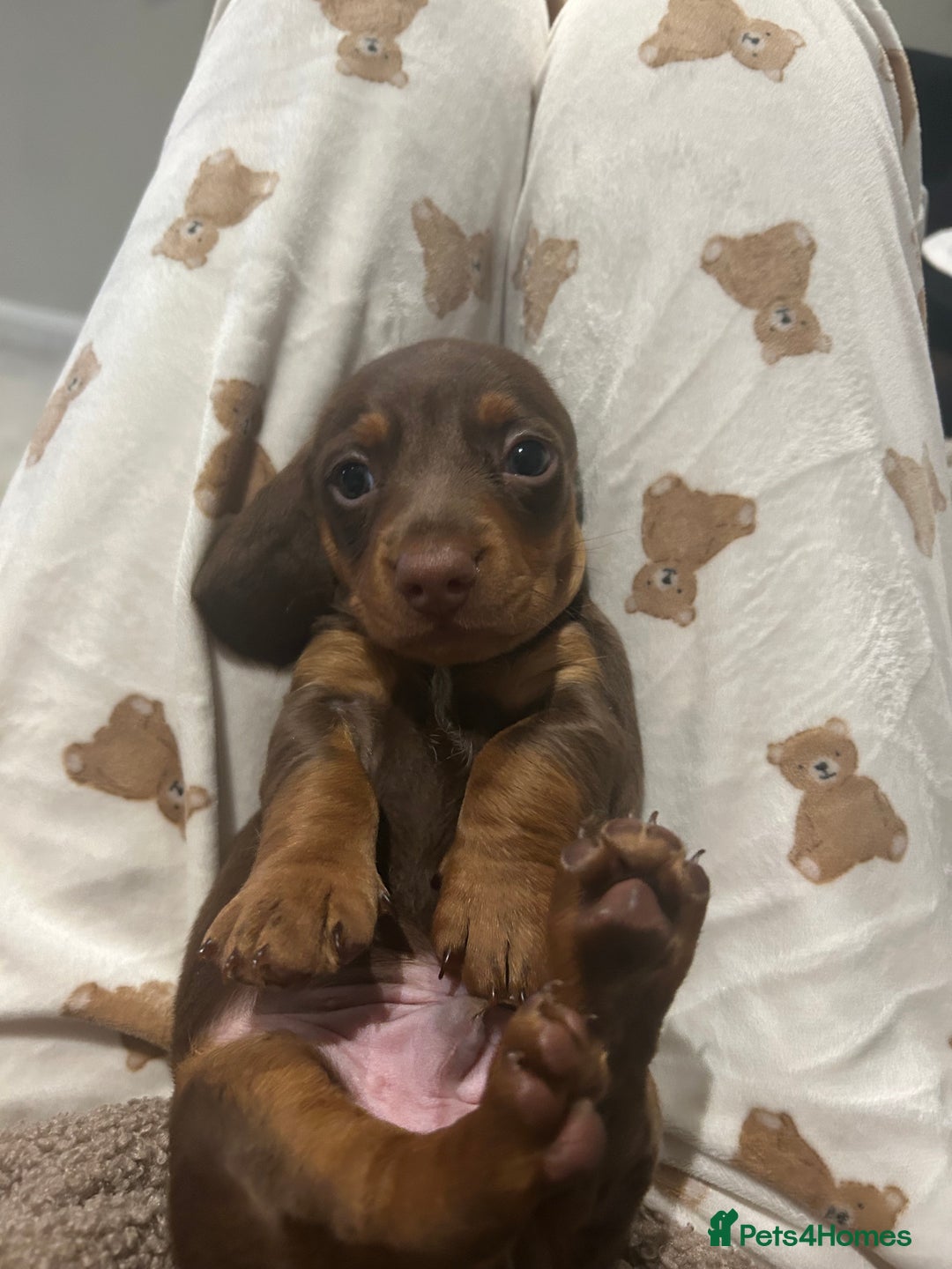 Miniature Dachshund dogs for sale: Miniature dachshund puppy  - Image 6