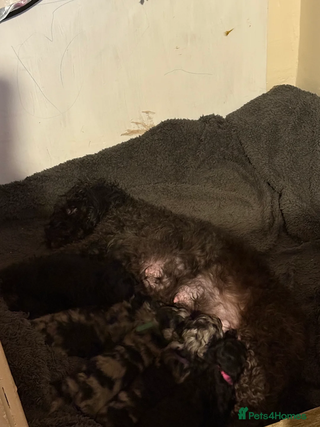 Shihpoo dogs for sale:  shihpoos puppy’s  - Advert 9