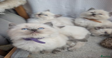 Ragdoll cats - Advert 7
