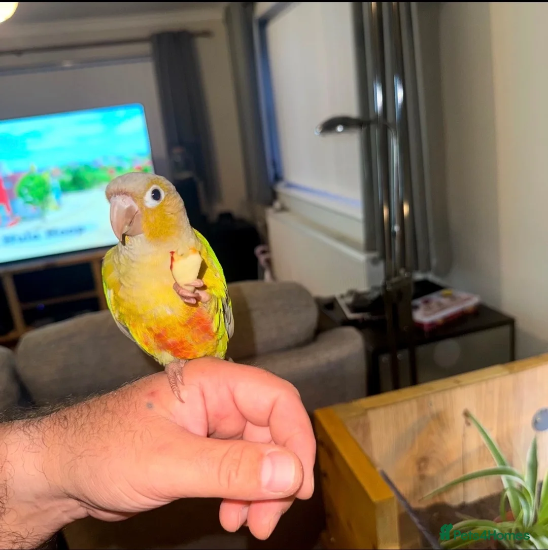 Conures birds for sale: Pineapple Green Cheek Conure approx 6 months  - Advert 1