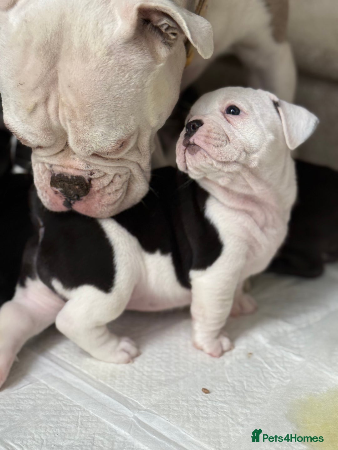 Fluffy Olde English Bulldogge Puppies for sale Pets4Homes