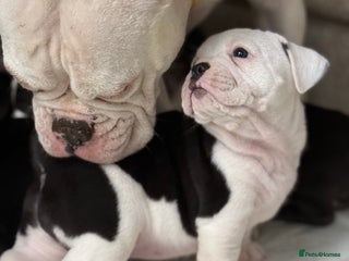 Mixed Breed dogs - Advert 6