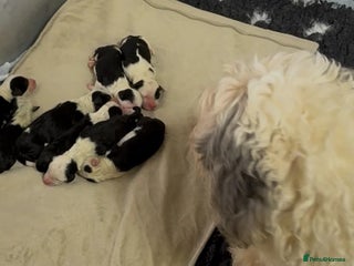 Mixed Breed dogs - Advert 2