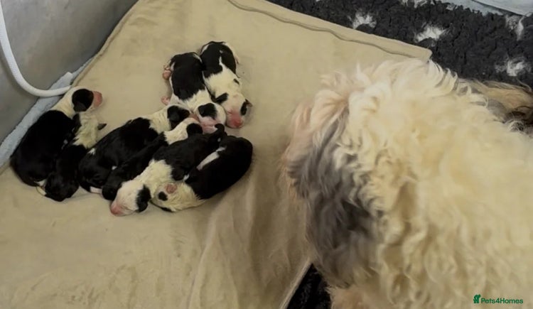 Mixed Breed dogs - Advert 1