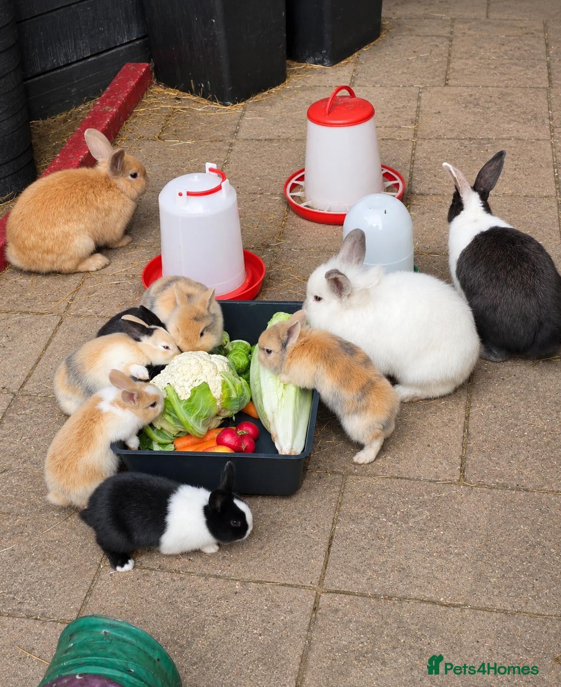 Mixed Breed rabbits for sale: Lionhead x dwarf lop - Advert 1