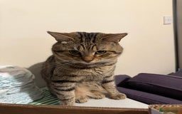 British Shorthair cats for sale: Pure tabby kittens - Image 4