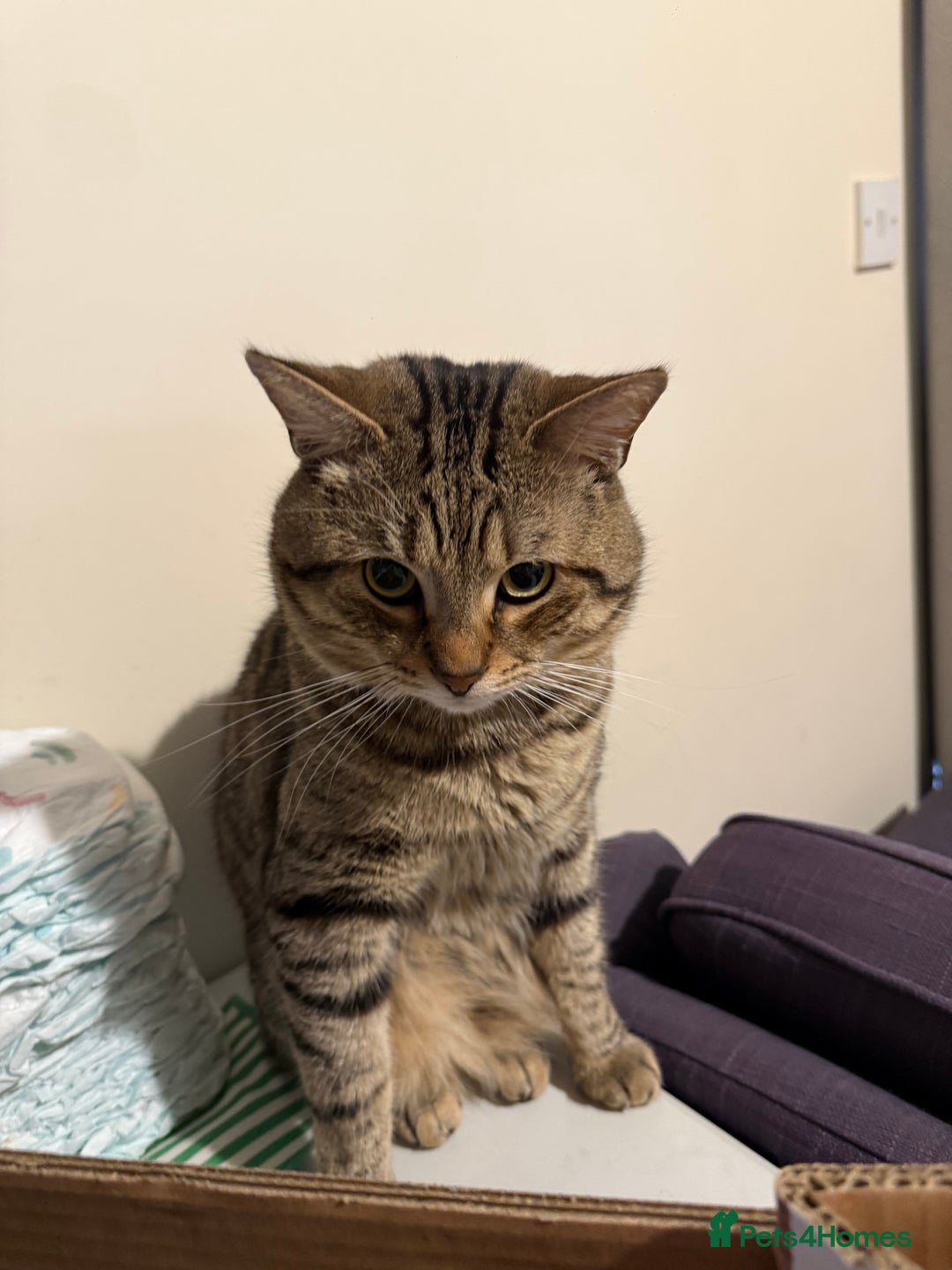 British Shorthair cats for sale: Pure tabby kittens - Image 4