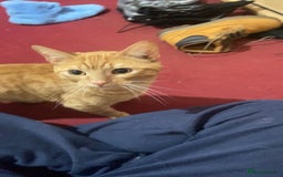 British Shorthair cats for sale: Ginger tabby (simba) - Image 3