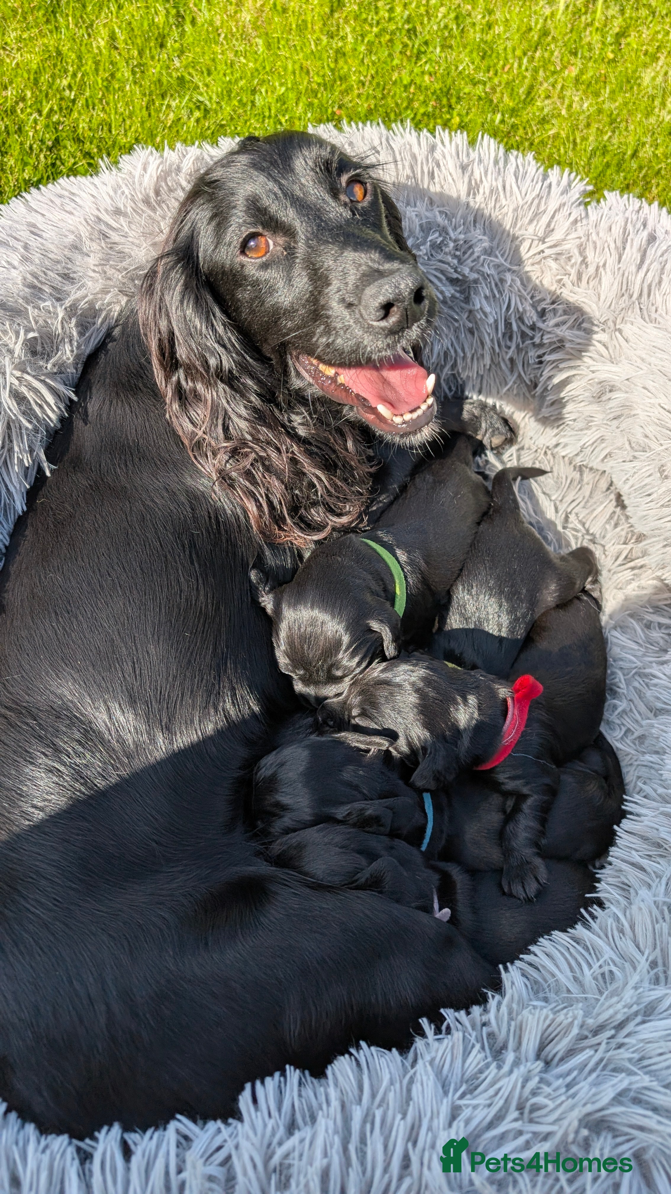Cocker Spaniel dogs Puppies - Working Cocker Spaniels - Advert 1